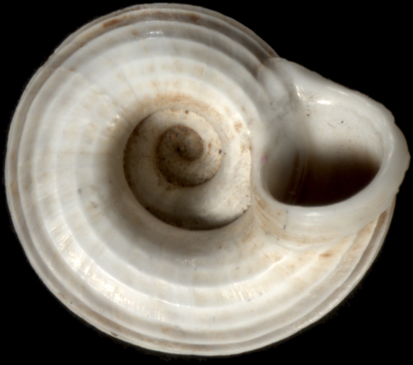 Lithidion lithidion Lithidion lithidion