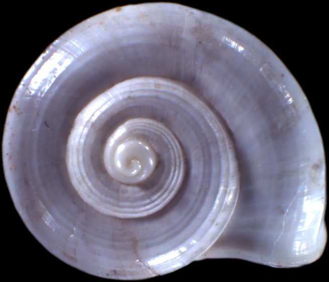 Lithidion niveum Lithidion niveum