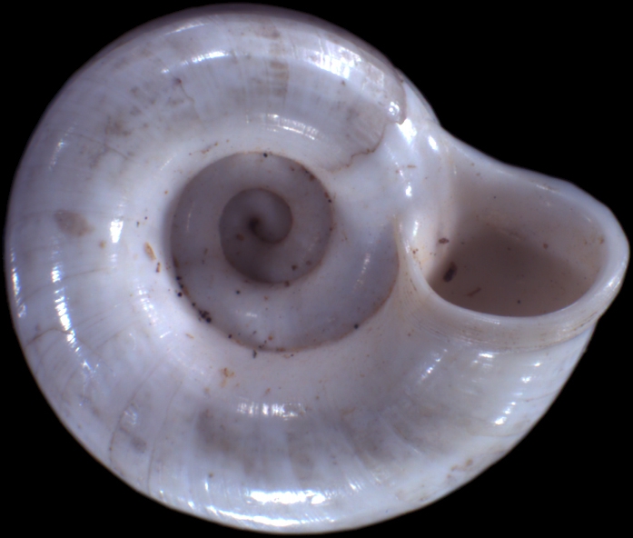 Lithidion niveum Lithidion niveum