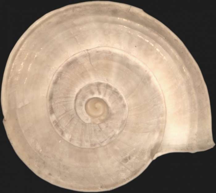 Lithidion bentii, syntype Lithidion bentii, syntype