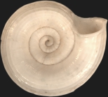 Lithidion bentii