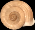 Mollusca (molluscs)