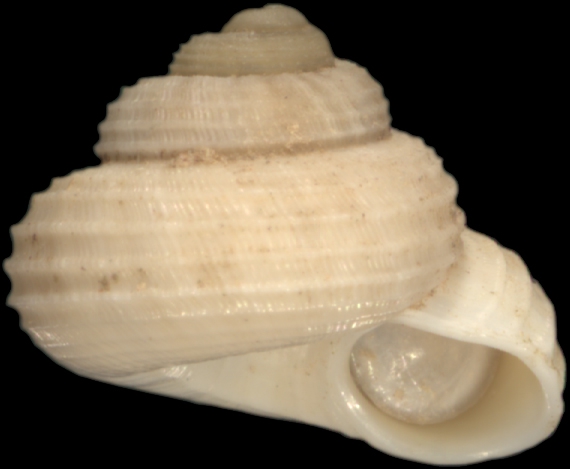 Lithidion forbesianum Lithidion forbesianum