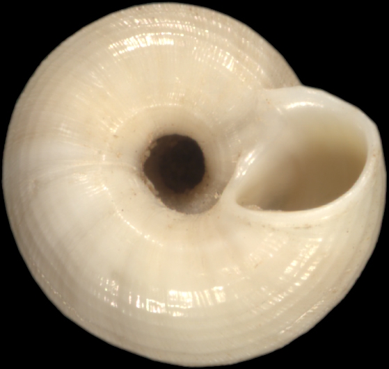 Lithidion forbesianum Lithidion forbesianum