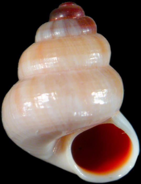 Guillainia grata, syntype Guillainia grata, syntype