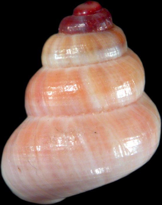 Guillainia grata, syntype Guillainia grata, syntype