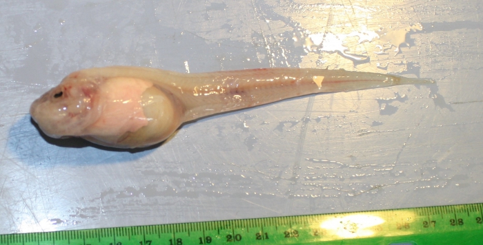Pseudoliparis swirei Pseudoliparis swirei