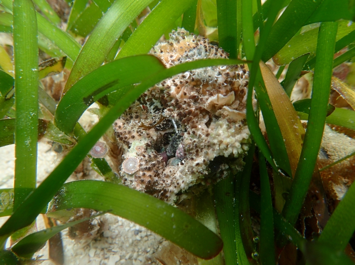 Nanipora kamurai Nanipora kamurai