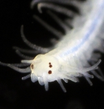 Ten astounding marine species of the last decade (2007-2017)