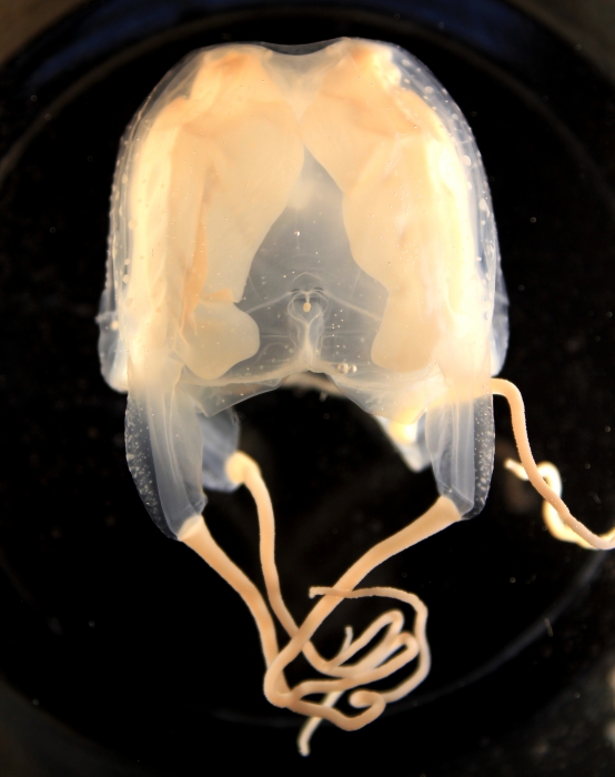 Carybdea confusa Carybdea confusa