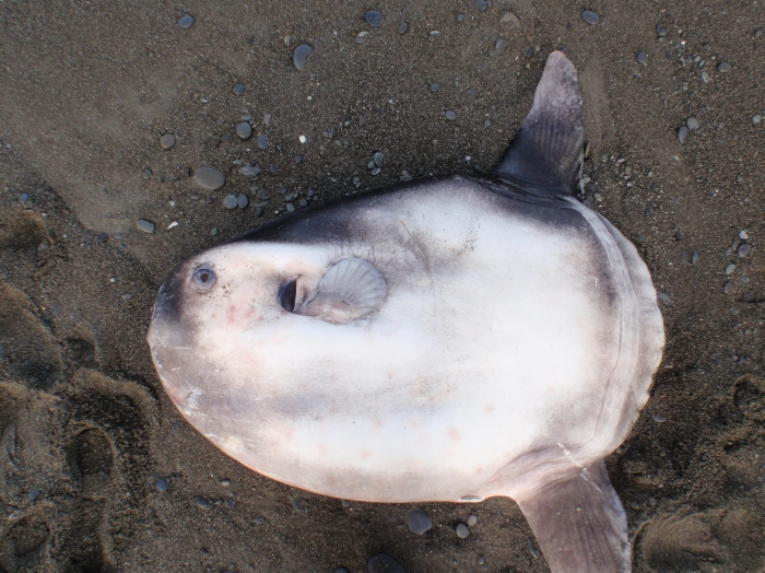 Mola tecta Mola tecta