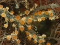 colony of open polyps