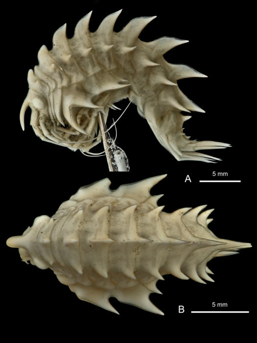 holotype