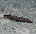 Photo by Jiro Sakaue, provided to FishBase by David Johnson & shared with WoRMS.