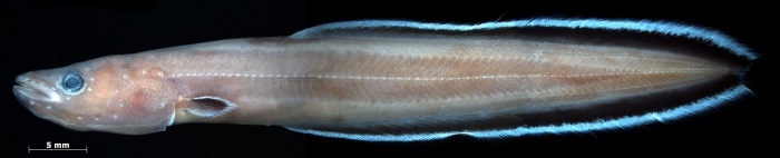 paratype paratype