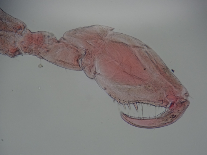 S. georgiana male gnathopod 2