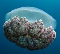 Scyphozoa (jelly fish)