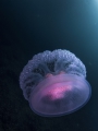 Scyphozoa (jelly fish)