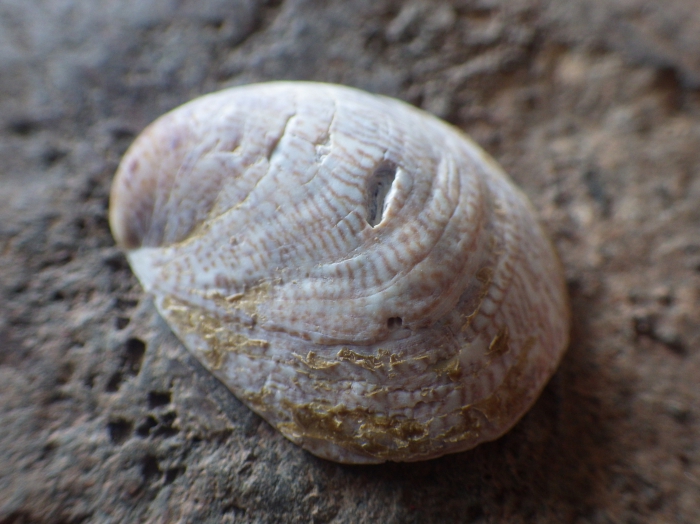 Crepidula fornicata 