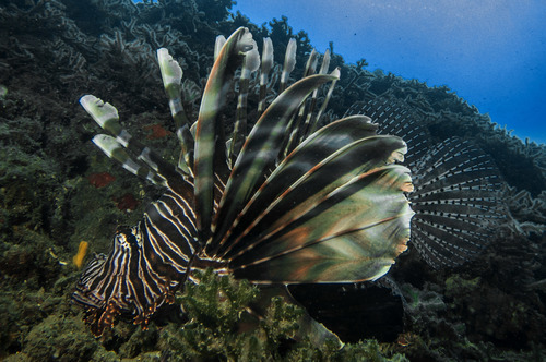 Pterois miles