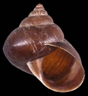 Gittenedouardia spadicea (L. Pfeiffer, 1846) NMSA V7396
