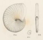 Operculina cruciensis Pictet & Renevier, 1854