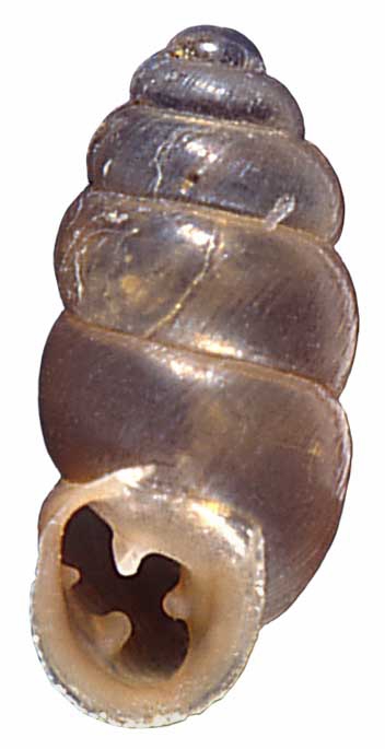 Pupilla tetrodus NMSA A9357 Pupilla tetrodus NMSA A9357