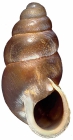 Pupoides calaharicus NMSA 3696