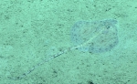 Fenestraja plutonia, 398 m Gulf of Mexico

Image courtesy of the NOAA Office of Ocean Exploration and Research, Gulf of Mexico 2017. Identification from photograph by M. Stehmann.