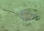 Fenestraja plutonia, 532 m Gulf of Mexico

Image courtesy of the NOAA Office of Ocean Exploration and Research, Gulf of Mexico 2017. Identification from photograph by M. Stehmann.
