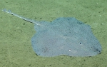 Fenestraja sp., 796 m Gulf of Mexico

Image courtesy of the NOAA Office of Ocean Exploration and Research, Gulf of Mexico 2017. Identification from photograph by M. Stehmann.