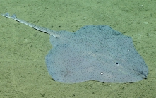 Fenestraja sp., 796 m Gulf of Mexico

Image courtesy of the NOAA Office of Ocean Exploration and Research, Gulf of Mexico 2017. Identification from photograph by M. Stehmann.