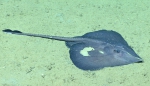 Rajella cf. purpuriventralis, 1583 m Gulf of Mexico

Image courtesy of the NOAA Office of Ocean Exploration and Research, Gulf of Mexico 2017. Identification from photograph by M. Stehmann.