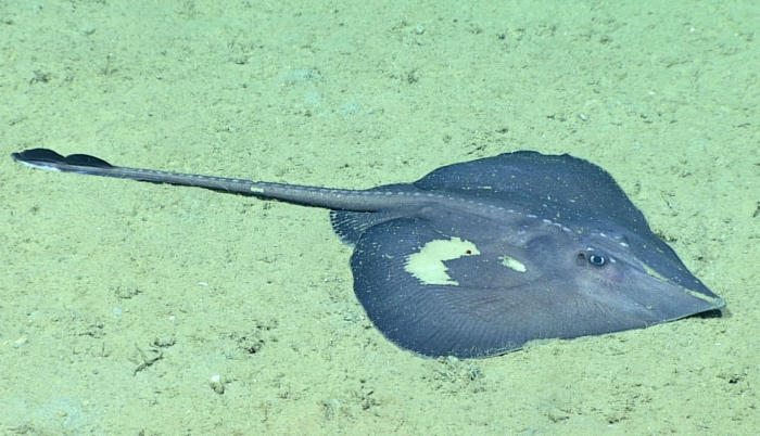 Rajella purpuriventralis Rajella purpuriventralis