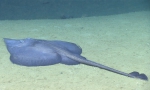 Rajella cf. purpuriventralis, 1918 m Gulf of Mexico

Image courtesy of the NOAA Office of Ocean Exploration and Research, Gulf of Mexico 2017. Identification from photograph by M. Stehmann.