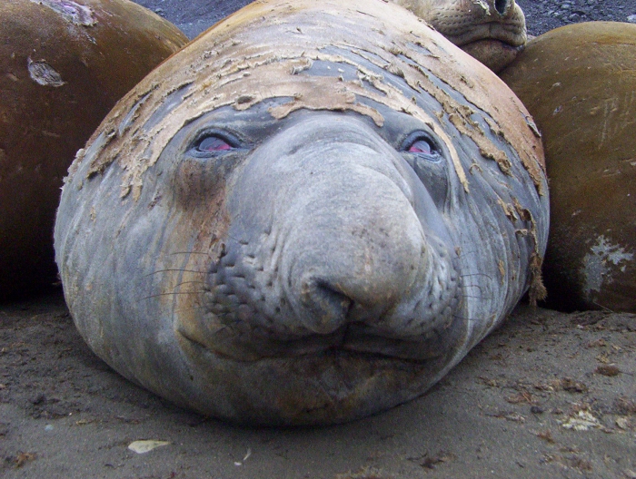 Elephant seal Elephant seal