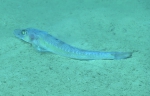 Bembrops gobioides, 397 m Gulf of Mexico

Image courtesy of the NOAA Office of Ocean Exploration and Research, Gulf of Mexico 2017. Identification from photograph by T. Sutton and A. Quattrini.