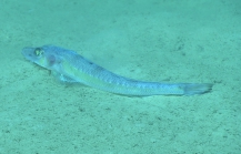 Bembrops gobioides, 397 m Gulf of Mexico

Image courtesy of the NOAA Office of Ocean Exploration and Research, Gulf of Mexico 2017. Identification from photograph by T. Sutton and A. Quattrini.