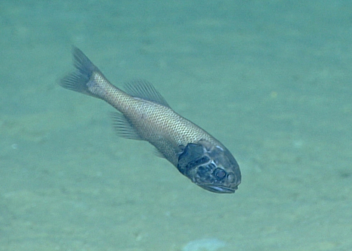 Stephanoberyx monae Stephanoberyx monae