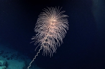 Iridogorgia magnispiralis, 2349 m Gulf of Mexico

Image courtesy of the NOAA Office of Ocean Exploration and Research, Gulf of Mexico 2018.
