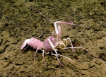 Acanthacaris caeca, 670 m Gulf of Mexico

Image courtesy of the NOAA Office of Ocean Exploration and Research, Gulf of Mexico 2018. Identification from photograph by M. Wicksten.