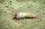 Glyphocrangon aculeata, 1458 m Gulf of Mexico

Image courtesy of the NOAA Office of Ocean Exploration and Research, Gulf of Mexico 2018. Identification from photograph by M. Wicksten.