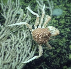 Paralomis cubensis, 434 m Gulf of Mexico

Image courtesy of the NOAA Office of Ocean Exploration and Research, Gulf of Mexico 2018. Identification from photograph by M. Wicksten.