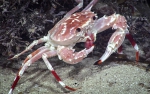 Raymanninus schmitti, 487 m Gulf of Mexico

Image courtesy of the NOAA Office of Ocean Exploration and Research, Gulf of Mexico 2018. Identification from photograph by M. Wicksten.