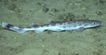 Galeus arae, 530 m Gulf of Mexico

Image courtesy of the NOAA Office of Ocean Exploration and Research, Gulf of Mexico 2018. Identification from photograph by A. Quattrini.