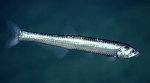 Manducus maderensis, 802 m Gulf of Mexico

Image courtesy of the NOAA Office of Ocean Exploration and Research, Gulf of Mexico 2018. Identification from photograph by A. Quattrini.