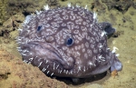 Lophiiformes