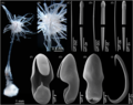 Porifera (sponges)