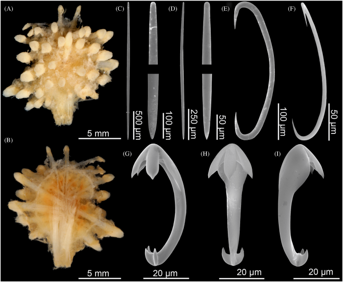 Cladorhiza moruliformis holotype BMNH 87.5.2.146