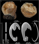 Cladorhiza tridentata holotype BMNH 87.5.2.16.843